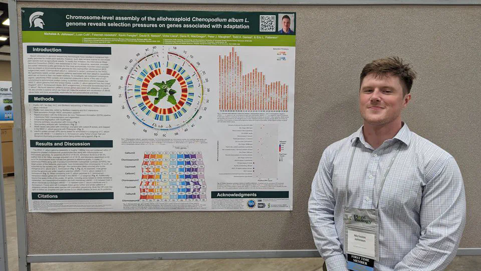 Chromosome-level assembly of the allohexaploid Chenopodium album L. genome reveals selection pressures on genes associated with adaptation