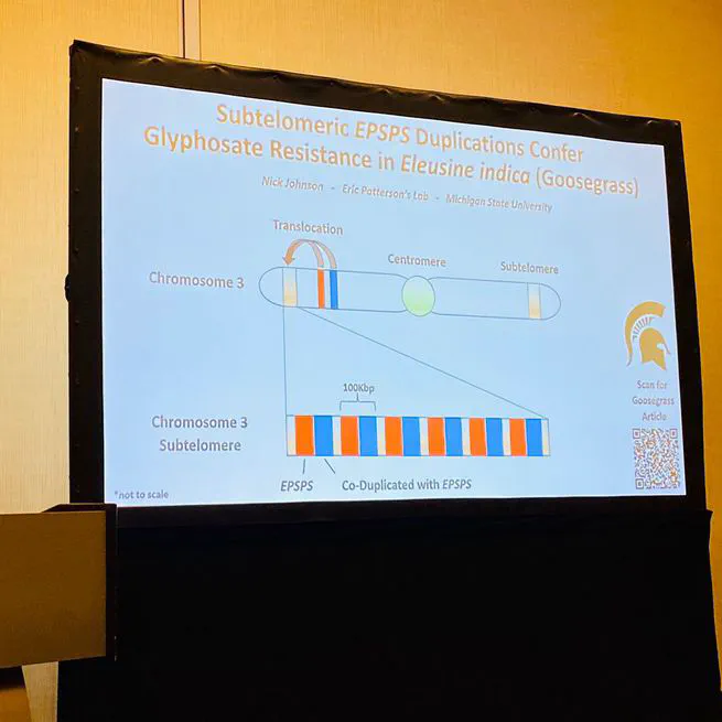 Subtelomeric EPSPS duplications confer glyphosate resistance in Eleusine indica